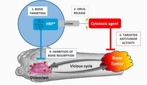 concept-bone-targeting